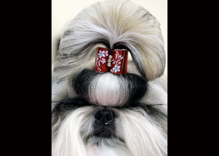 CÃOBELEIREIRO