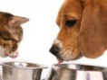 Ceder aos apelos pode levar à obesidade canina