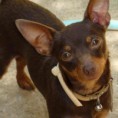Pinscher Miniatura