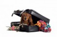 Como viajar com seu cão
